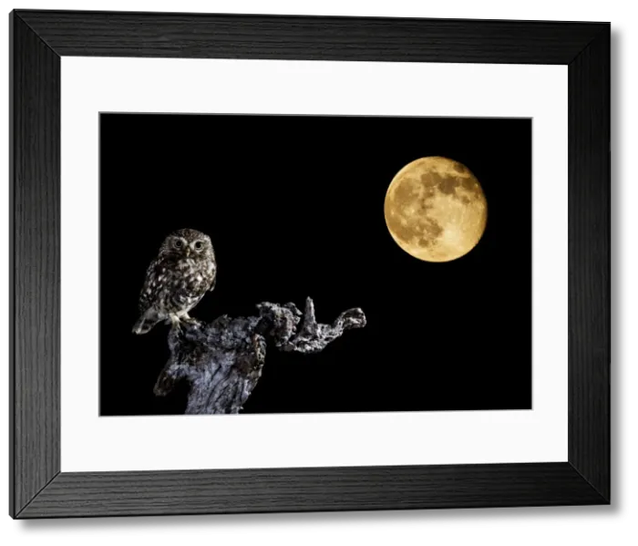Framed Print : Picture No. 10983693