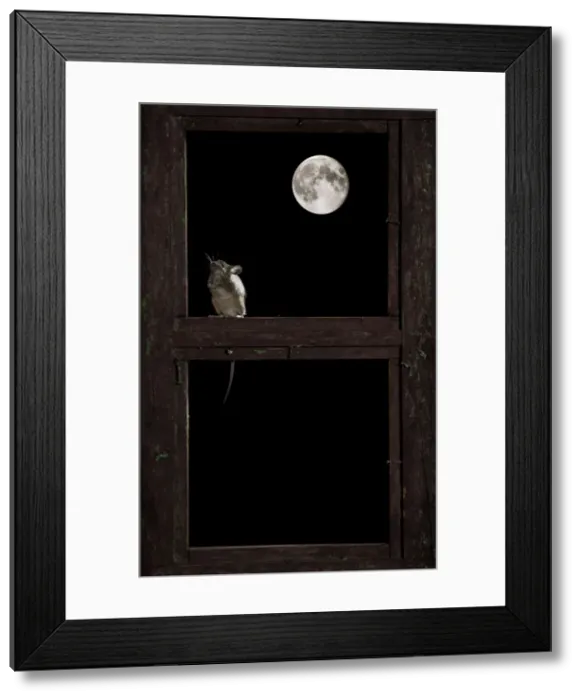 Framed Print : Picture No. 10983692 Framed Print : Picture No. 10983692