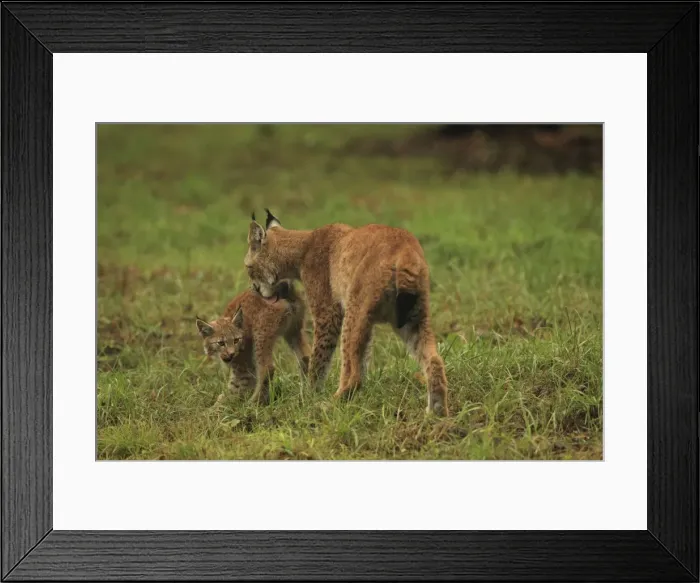 Framed Print : Picture No. 10983711 Framed Print : Picture No. 10983711
