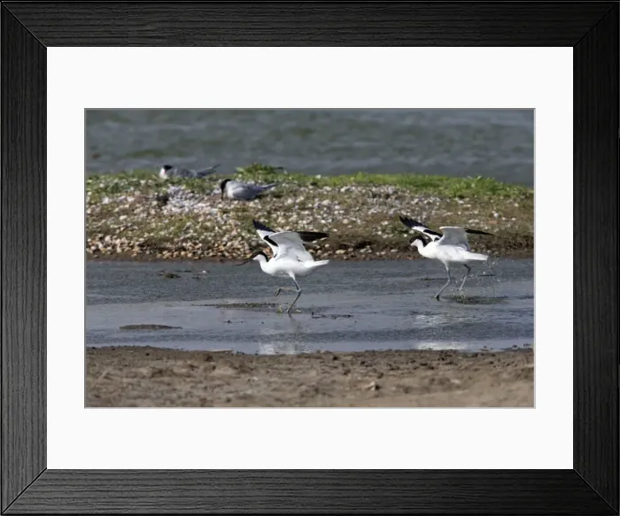 Framed Print : Picture No. 10984326 Framed Print : Picture No. 10984326