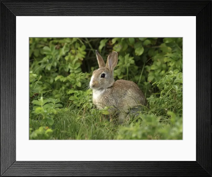 Framed Print : Picture No. 10983733 Framed Print : Picture No. 10983733