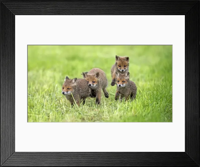 Framed Print : Picture No. 10984348 Framed Print : Picture No. 10984348