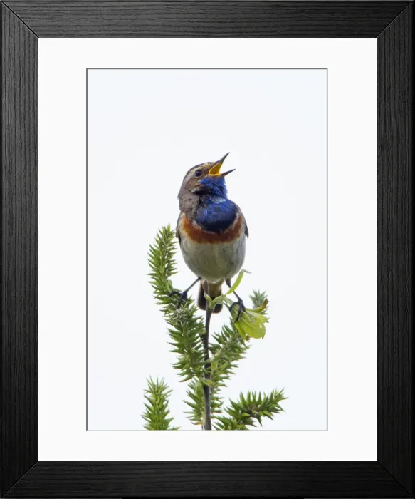 Framed Print : Picture No. 10984338