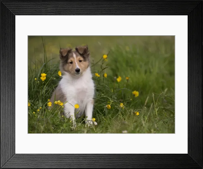 Framed Print : Picture No. 10984141 Framed Print : Picture No. 10984141