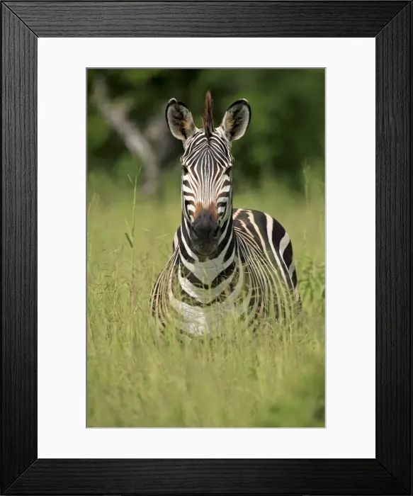 Framed Print : Picture No. 10984297 Framed Print : Picture No. 10984297