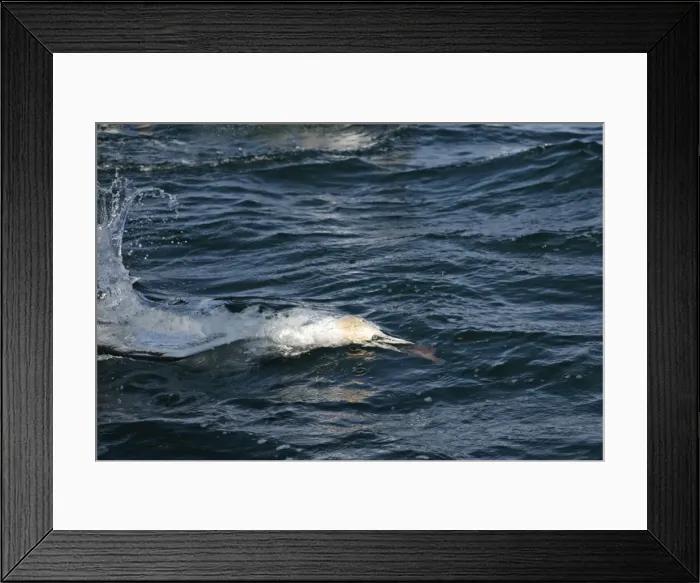 Framed Print : Picture No. 10984320 Framed Print : Picture No. 10984320
