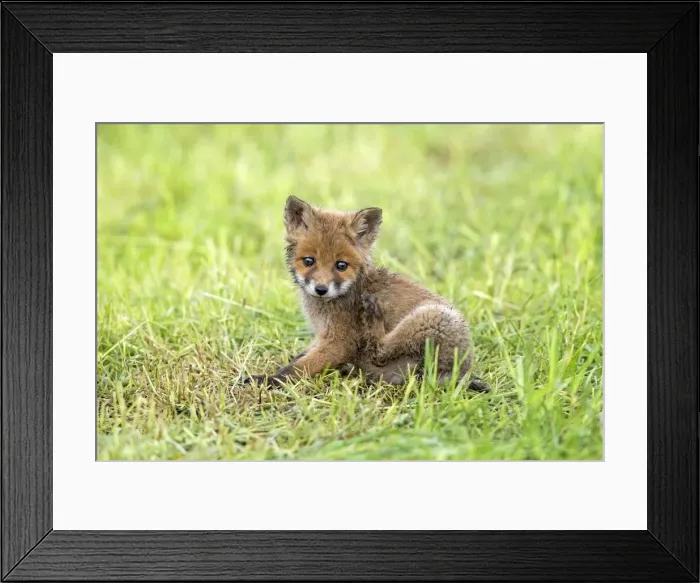 Framed Print : Picture No. 10984345 Framed Print : Picture No. 10984345