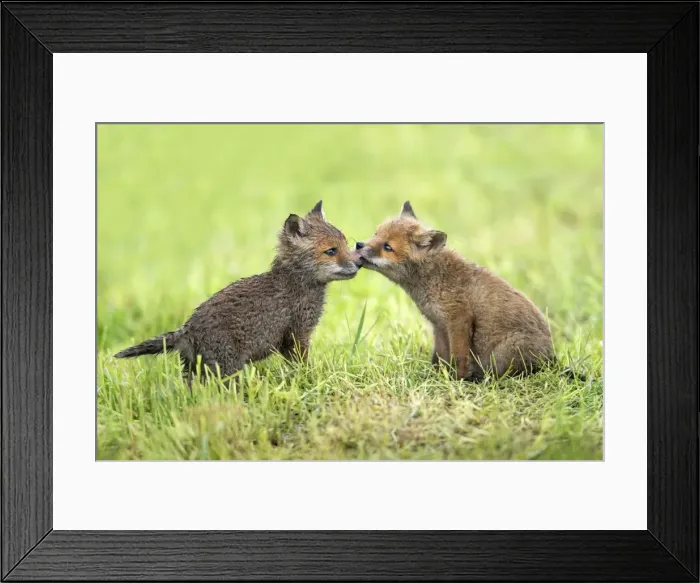 Framed Print : Picture No. 10984358 Framed Print : Picture No. 10984358