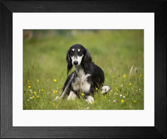Framed Print : Picture No. 10984155