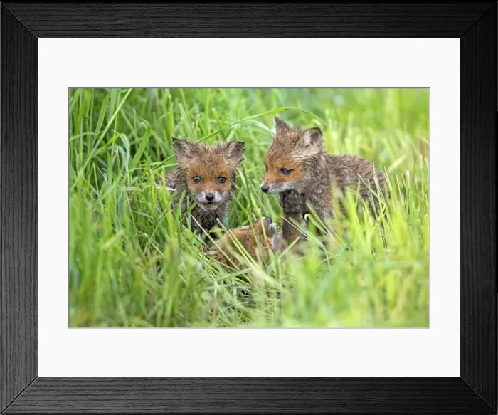 Framed Print : Picture No. 10984351