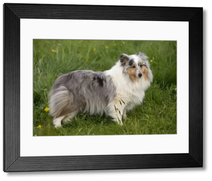 Framed Print : Picture No. 10984148 Framed Print : Picture No. 10984148