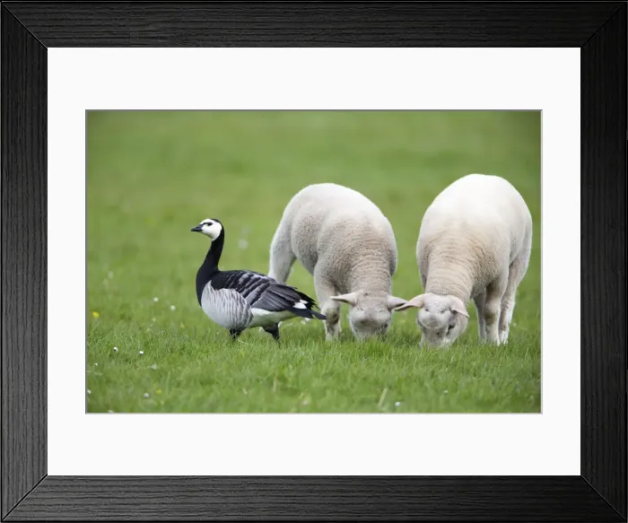 Framed Print : Picture No. 10984327 Framed Print : Picture No. 10984327