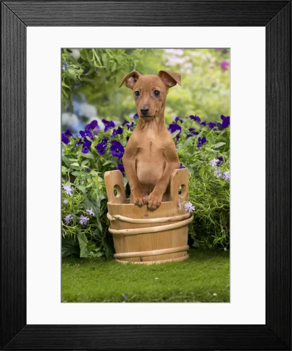 Framed Print : Picture No. 10984161 Framed Print : Picture No. 10984161
