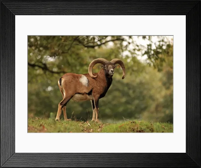 Framed Print : Picture No. 10983716 Framed Print : Picture No. 10983716