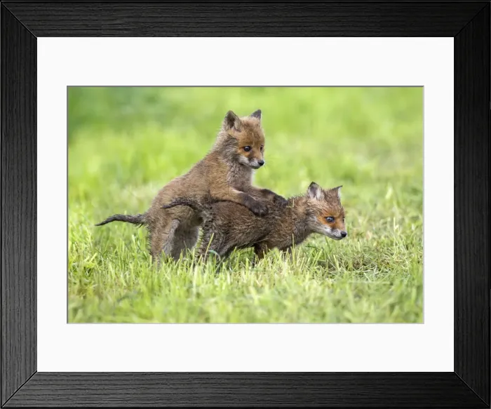 Framed Print : Picture No. 10984354 Framed Print : Picture No. 10984354