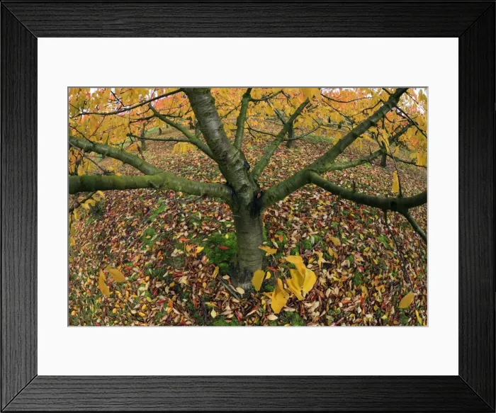 Framed Print : Picture No. 10984651 Framed Print : Picture No. 10984651