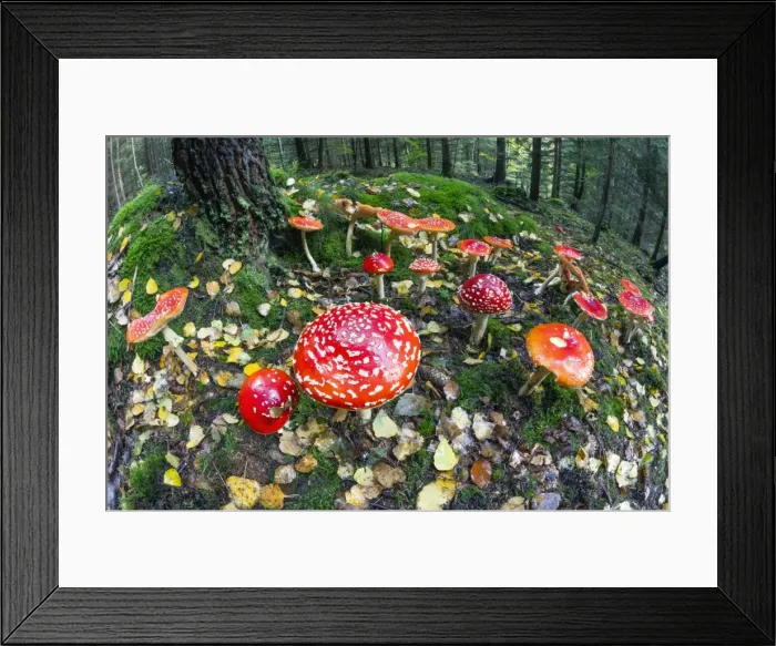 Framed Print : Picture No. 10984666 Framed Print : Picture No. 10984666