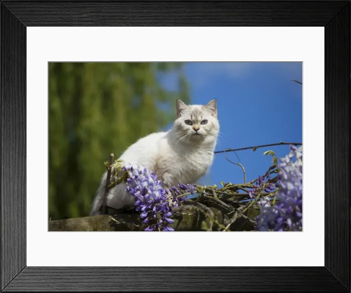 Framed Print : Picture No. 10984871 Framed Print : Picture No. 10984871