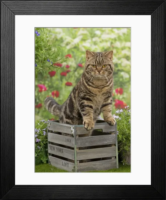Framed Print : Picture No. 10984866 Framed Print : Picture No. 10984866