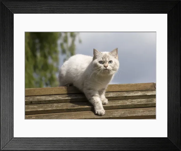Framed Print : Picture No. 10984872 Framed Print : Picture No. 10984872