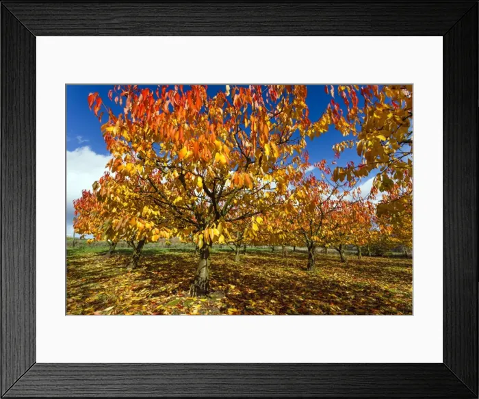 Framed Print : Picture No. 10984652 Framed Print : Picture No. 10984652