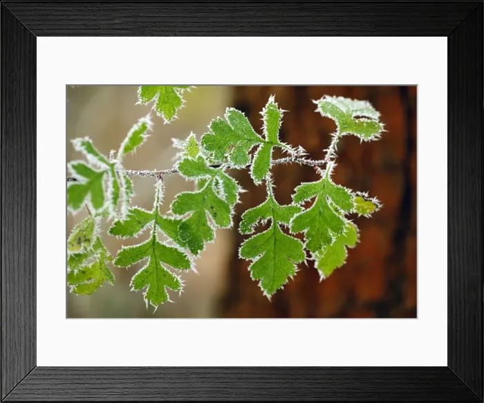 Framed Print : Picture No. 10984683 Framed Print : Picture No. 10984683