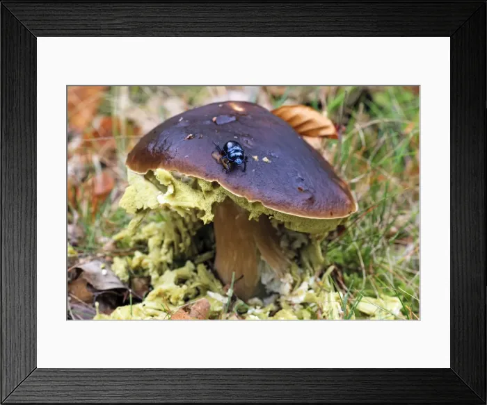 Framed Print : Picture No. 10984660 Framed Print : Picture No. 10984660