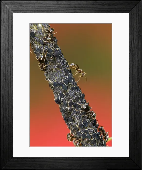 Framed Print : Picture No. 10984679 Framed Print : Picture No. 10984679