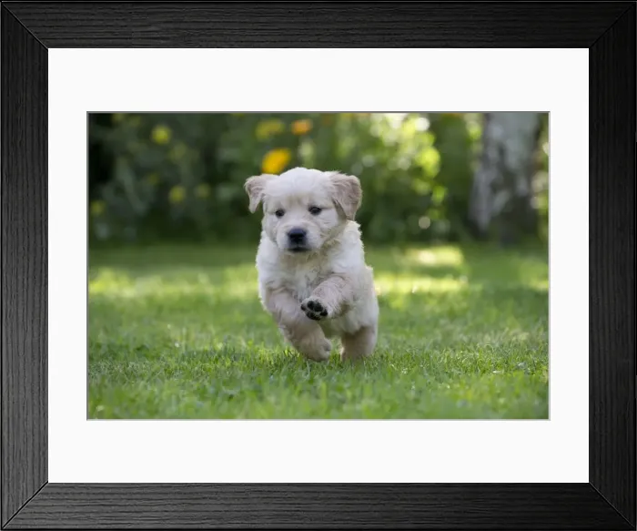 Framed Print : Picture No. 10984731 Framed Print : Picture No. 10984731