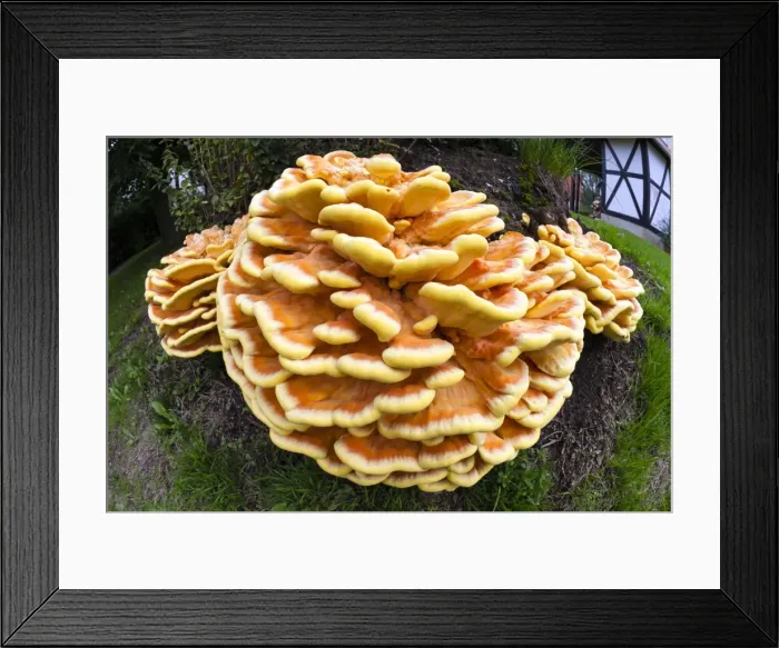 Framed Print : Picture No. 10984655 Framed Print : Picture No. 10984655