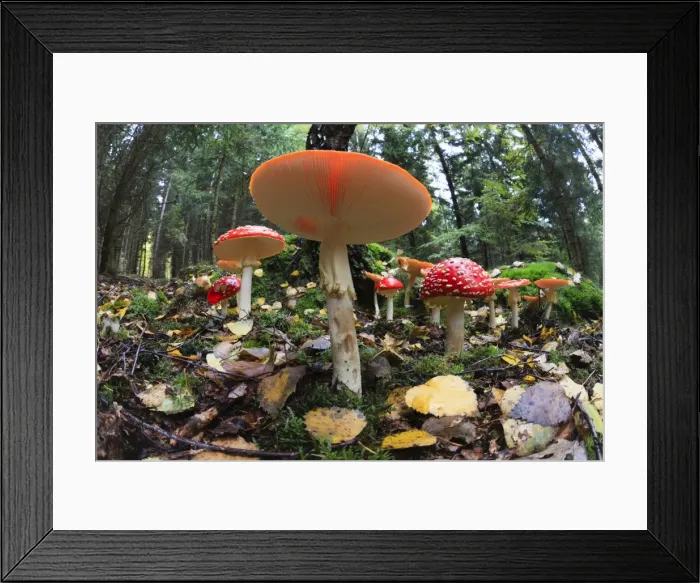 Framed Print : Picture No. 10984665 Framed Print : Picture No. 10984665