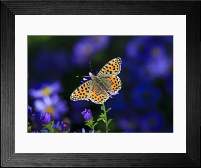 Framed Print : Picture No. 10984696 Framed Print : Picture No. 10984696