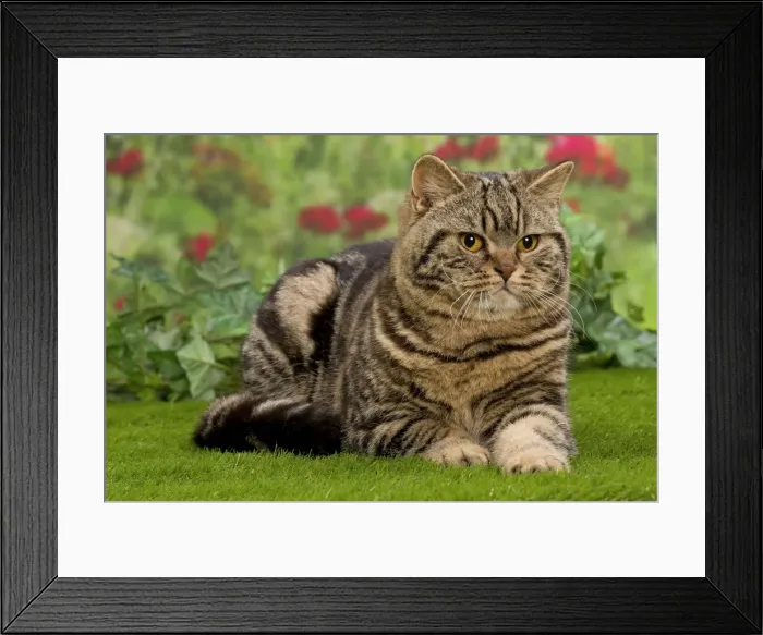 Framed Print : Picture No. 10984861 Framed Print : Picture No. 10984861