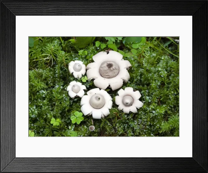 Framed Print : Picture No. 10984705