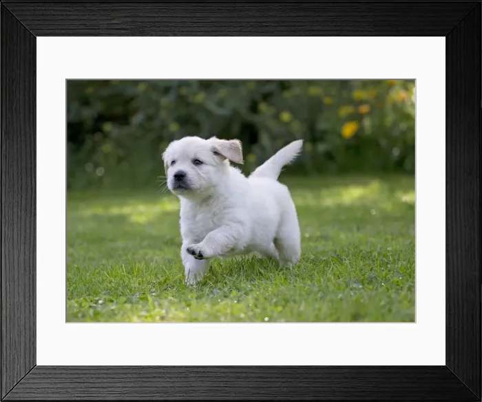 Framed Print : Picture No. 10984733 Framed Print : Picture No. 10984733