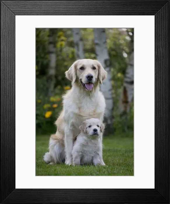 Framed Print : Picture No. 10984726 Framed Print : Picture No. 10984726