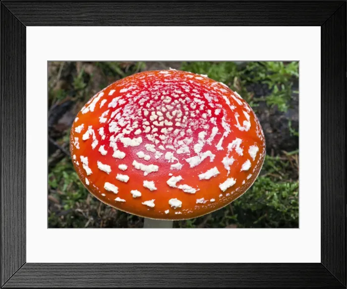 Framed Print : Picture No. 10984663 Framed Print : Picture No. 10984663