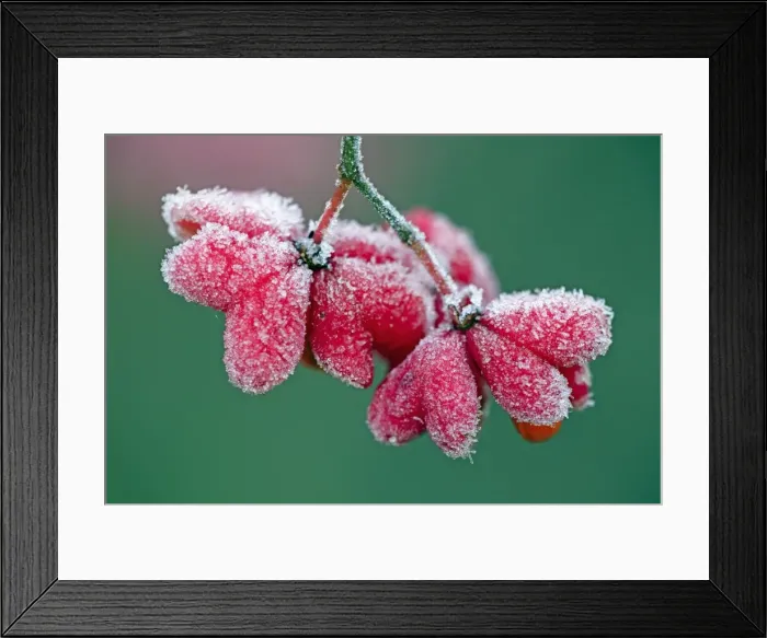 Framed Print : Picture No. 10984712