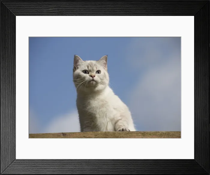Framed Print : Picture No. 10984876 Framed Print : Picture No. 10984876
