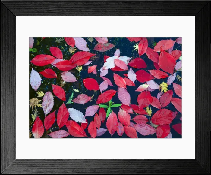 Framed Print : Picture No. 10984686 Framed Print : Picture No. 10984686