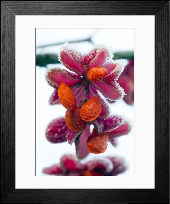 Framed Print : Picture No. 10984710 Framed Print : Picture No. 10984710