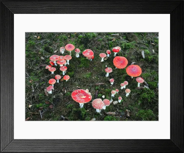 Framed Print : Picture No. 10984674 Framed Print : Picture No. 10984674