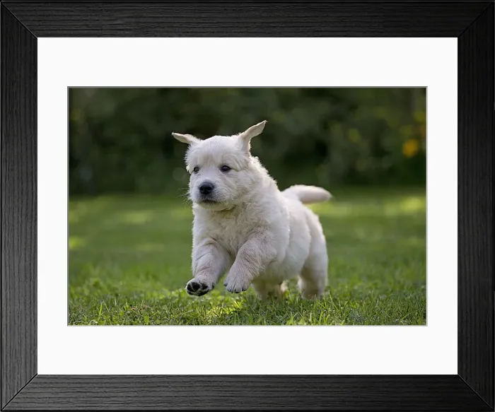 Framed Print : Picture No. 10984736