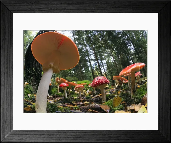 Framed Print : Picture No. 10984667 Framed Print : Picture No. 10984667