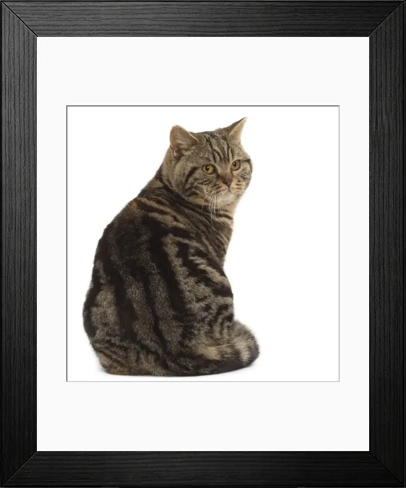 Framed Print : Picture No. 10984856 Framed Print : Picture No. 10984856