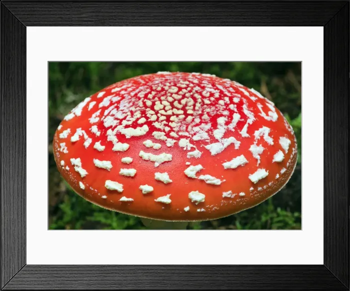 Framed Print : Picture No. 10984662 Framed Print : Picture No. 10984662