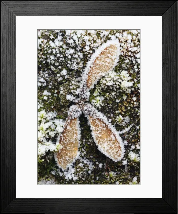 Framed Print : Picture No. 10984718 Framed Print : Picture No. 10984718
