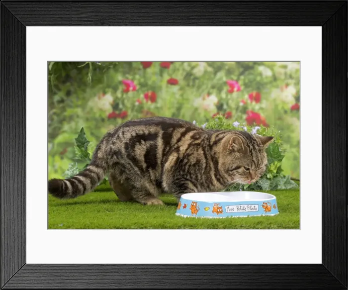 Framed Print : Picture No. 10984868 Framed Print : Picture No. 10984868