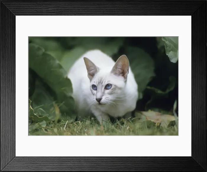 Framed Print : Picture No. 10984869 Framed Print : Picture No. 10984869