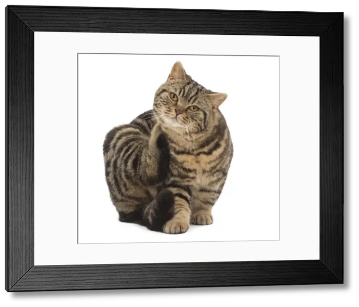 Framed Print : Picture No. 10984859